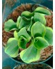 Hosta 'Mini Skirt' - Funkia