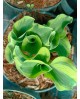 Hosta 'Mini Skirt' - Funkia