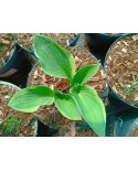 Hosta 'Austin Dickinson' - Funkia