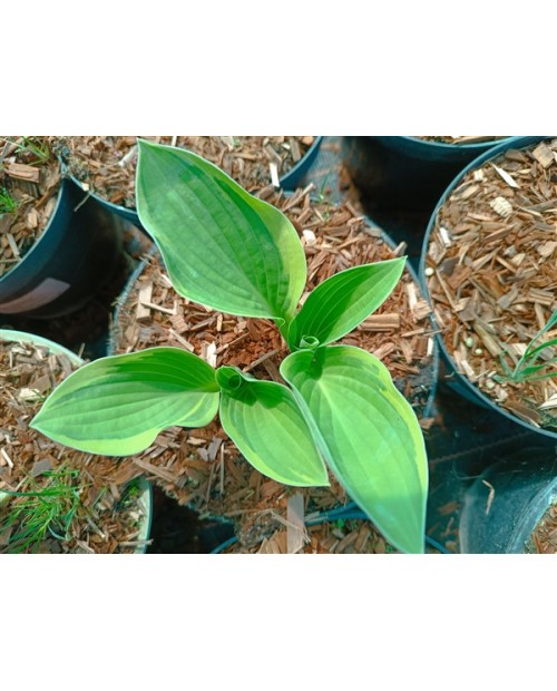 Hosta 'Austin Dickinson' - Funkia