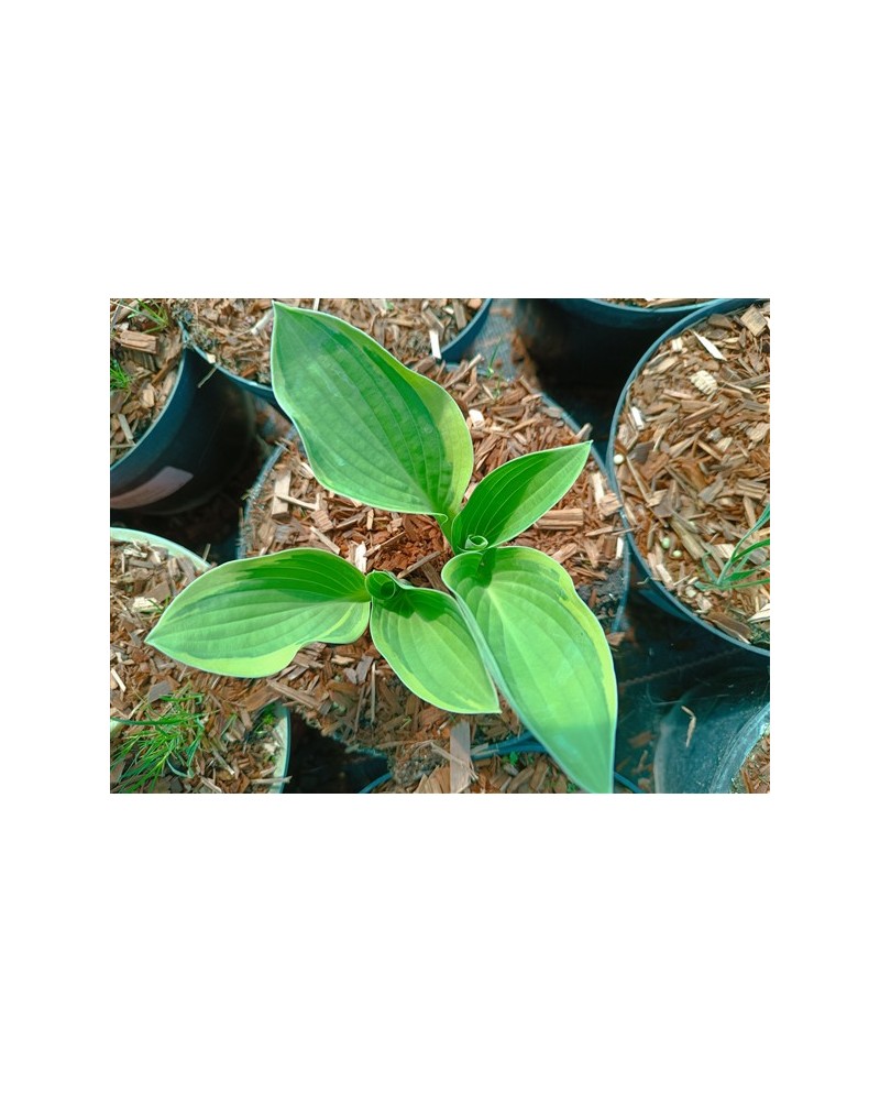 Hosta 'Austin Dickinson' - Funkia