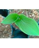 Hosta 'Austin Dickinson' - Funkia
