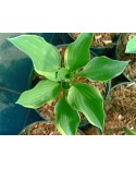 Hosta 'Tambourine' - Funkia