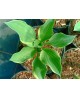 Hosta 'Tambourine' - Funkia