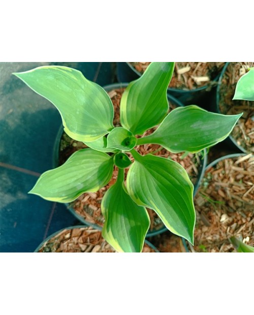 Hosta 'Tambourine' - Funkia