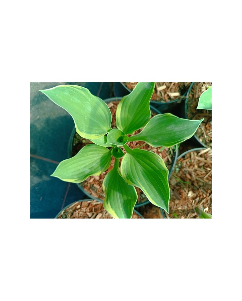 Hosta 'Tambourine' - Funkia