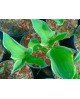Hosta 'Tambourine' - Funkia