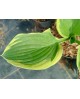 Hosta 'Tambourine' - Funkia