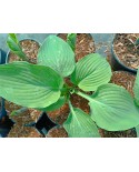 Hosta sieboldiana - Funkia