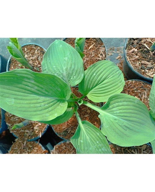 Hosta sieboldiana - Funkia