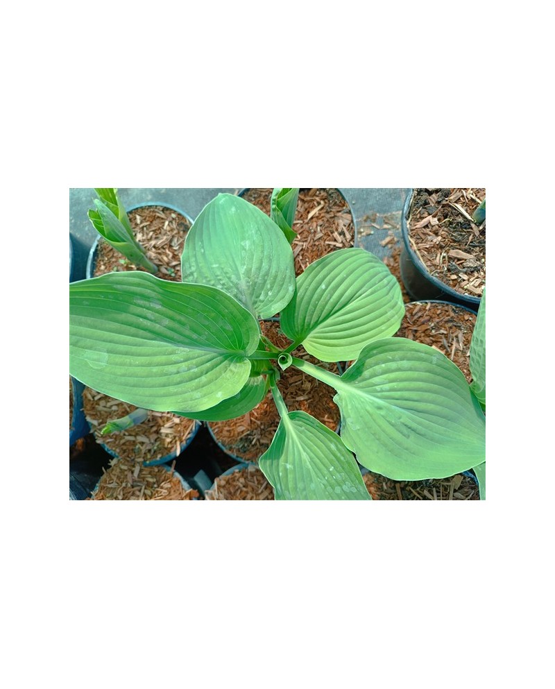 Hosta sieboldiana - Funkia