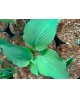 Hosta sieboldiana - Funkia