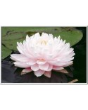 Nymphaea 'Lilypons' - Lilia wodna 'Lilypons'