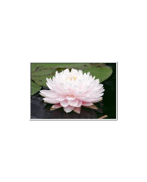 Nymphaea 'Lilypons' - Lilia wodna 'Lilypons'