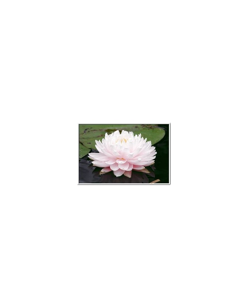 Nymphaea 'Lilypons' - Lilia wodna 'Lilypons'