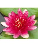 Nymphaea 'Red Paradise' - Lilia Wodna 'Red Paradise'