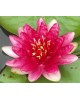 Nymphaea 'Red Paradise'