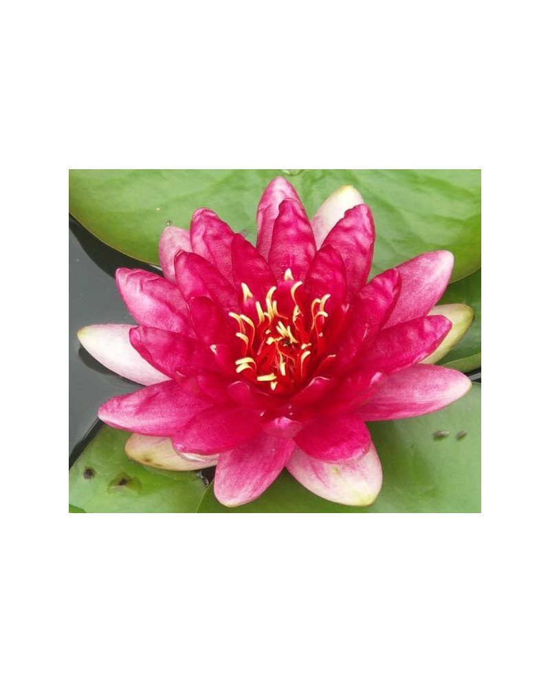 Nymphaea 'Red Paradise'